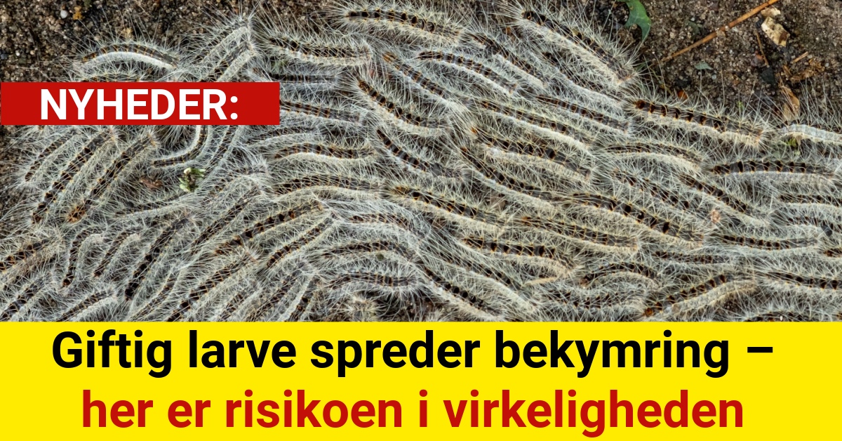 xGiftig larve spreder bekymring – her er risikoen i virkeligheden