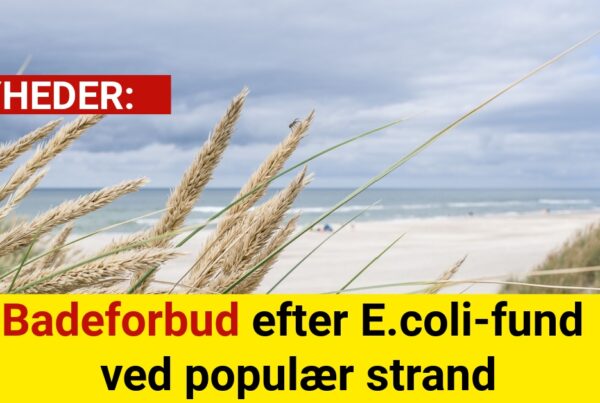 Badeforbud efter E.coli-fund ved populær strand