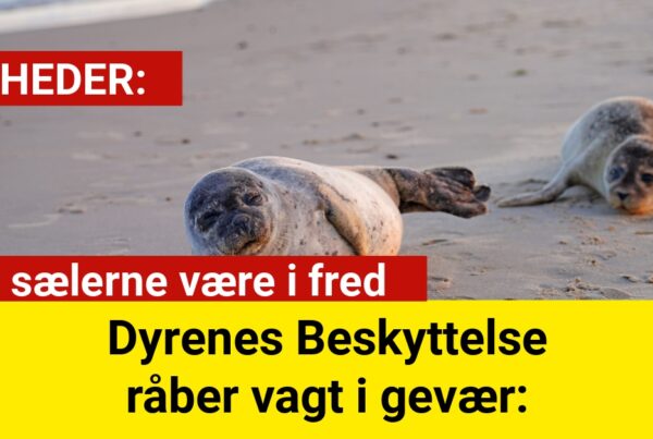 Dyrenes Beskyttelse råber vagt i gevær: Lad sælerne være i fred