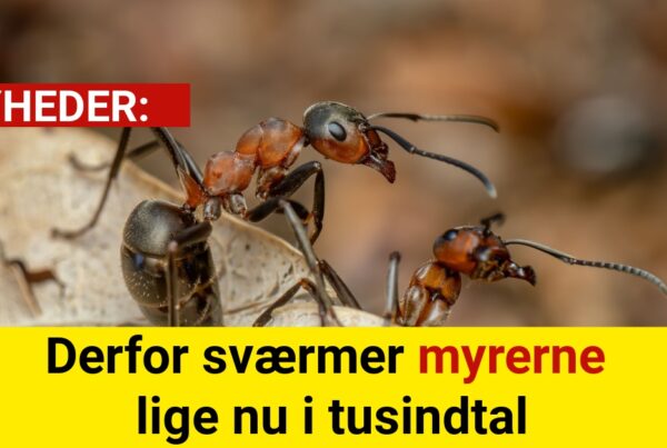Derfor sværmer myrerne lige nu i tusindtal