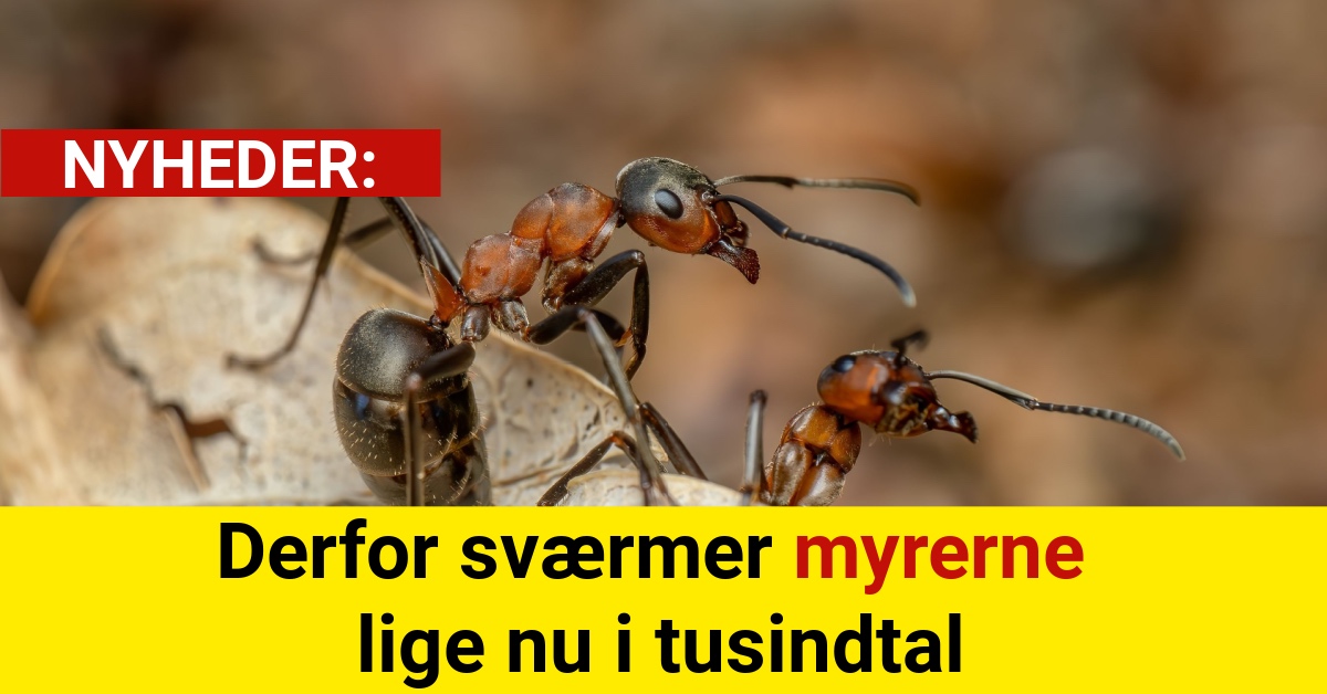 Derfor sværmer myrerne lige nu i tusindtal