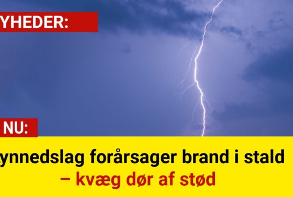 Lynnedslag forårsager brand i stald – kvæg dør af stød