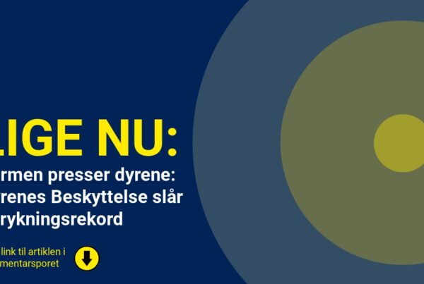 Varmen presser dyrene: Dyrenes Beskyttelse slår udrykningsrekord