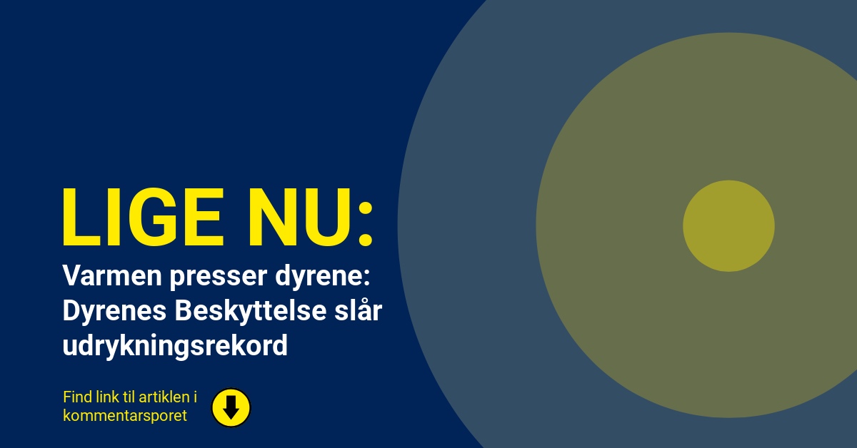 Varmen presser dyrene: Dyrenes Beskyttelse slår udrykningsrekord