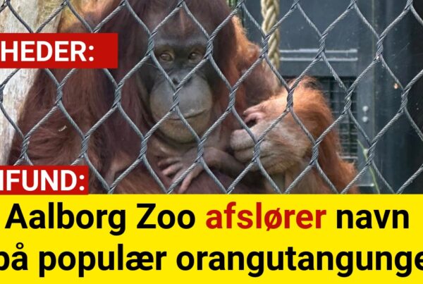 Aalborg Zoo afslører navn på populær orangutangunge