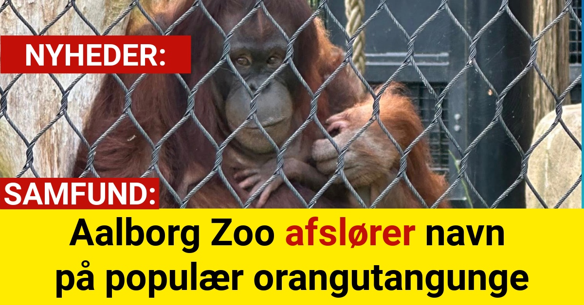 Aalborg Zoo afslører navn på populær orangutangunge