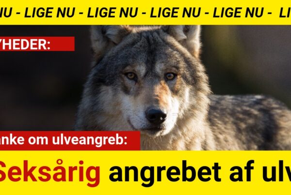 Seksårig angrebet af ulv