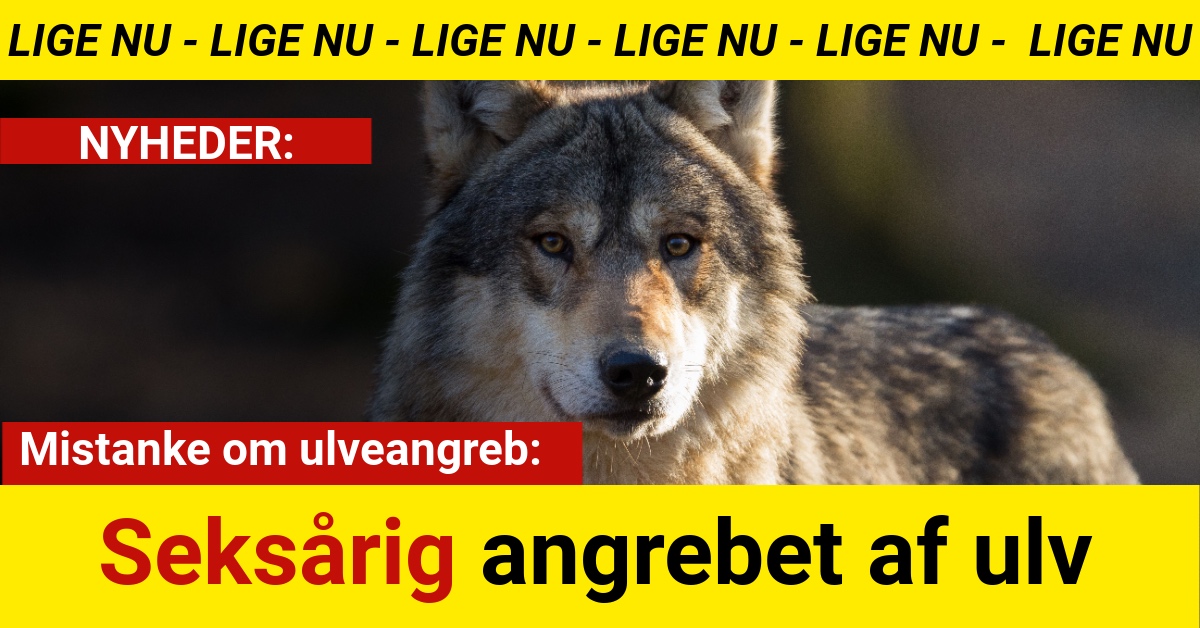 Seksårig angrebet af ulv