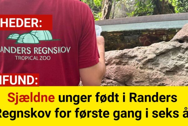 Sjældne unger født i Randers Regnskov for første gang i seks år