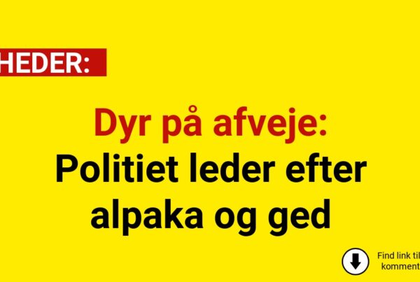Dyr på afveje: Politiet leder efter alpaka og ged