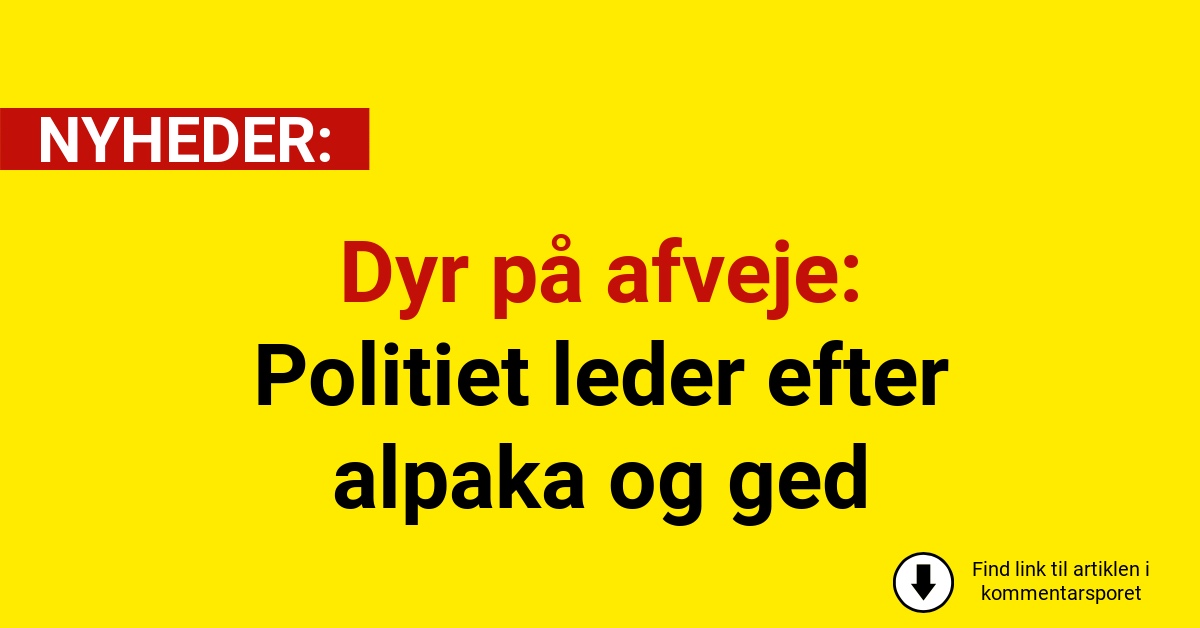 Dyr på afveje: Politiet leder efter alpaka og ged
