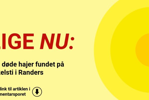 Tre døde hajer fundet på cykelsti i Randers