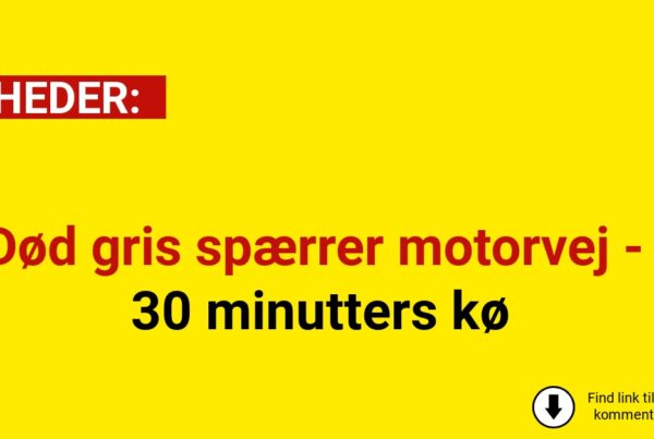 Død gris spærrer motorvej - 30 minutters kø