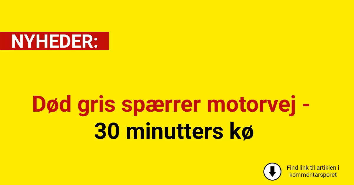 Død gris spærrer motorvej - 30 minutters kø