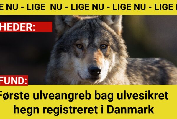 Første ulveangreb bag ulvesikret hegn registreret i Danmark