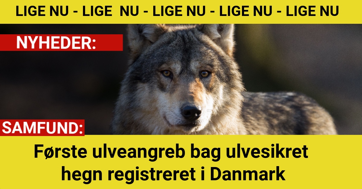 Første ulveangreb bag ulvesikret hegn registreret i Danmark