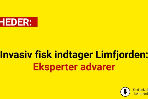 Invasiv fisk indtager Limfjorden: Eksperter advarer