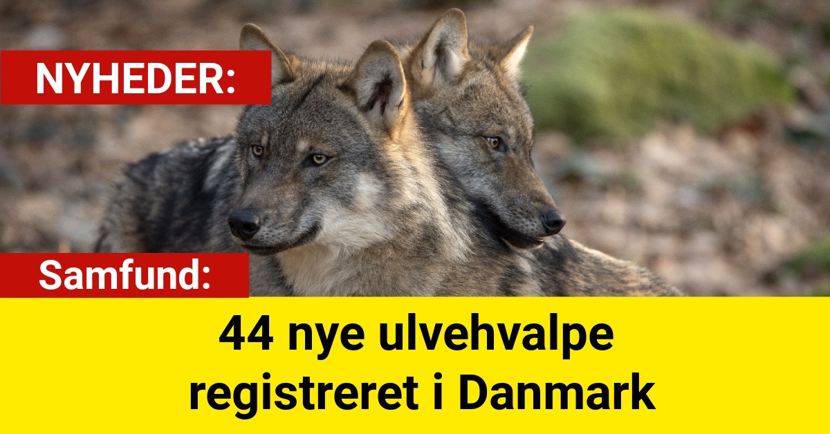 44 nye ulvehvalpe registreret i Danmark