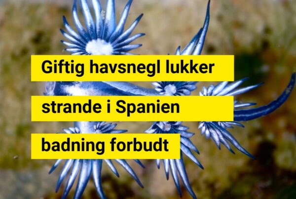 Populære ferieparadis lukket: Giftig havsnegl fundet på flere strande
