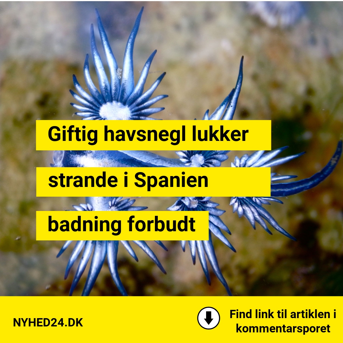 Populære ferieparadis lukket: Giftig havsnegl fundet på flere strande