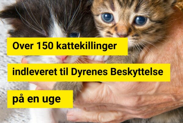 Over 150 kattekillinger indleveret til Dyrenes Beskyttelse på en uge