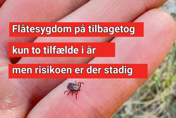 Flåtesygdom på tilbagetog – kun to tilfælde i år