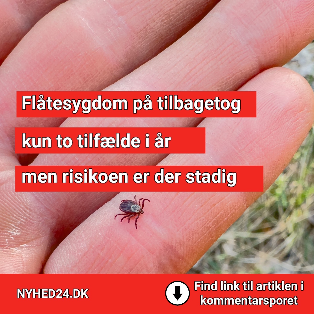 Flåtesygdom på tilbagetog – kun to tilfælde i år