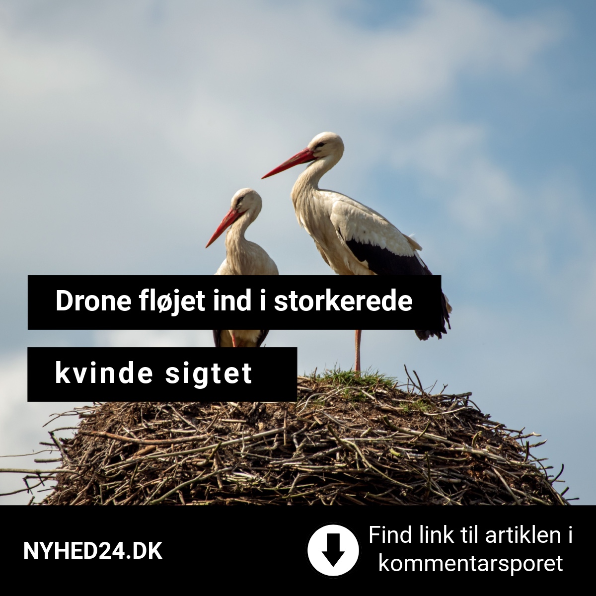 Kvinde anklaget for at genere stork med drone