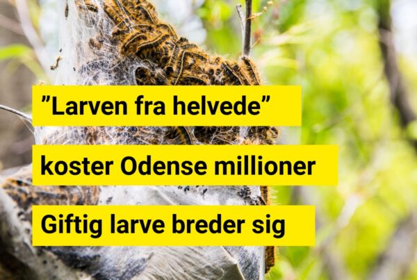”Larven fra helvede” koster Odense millioner