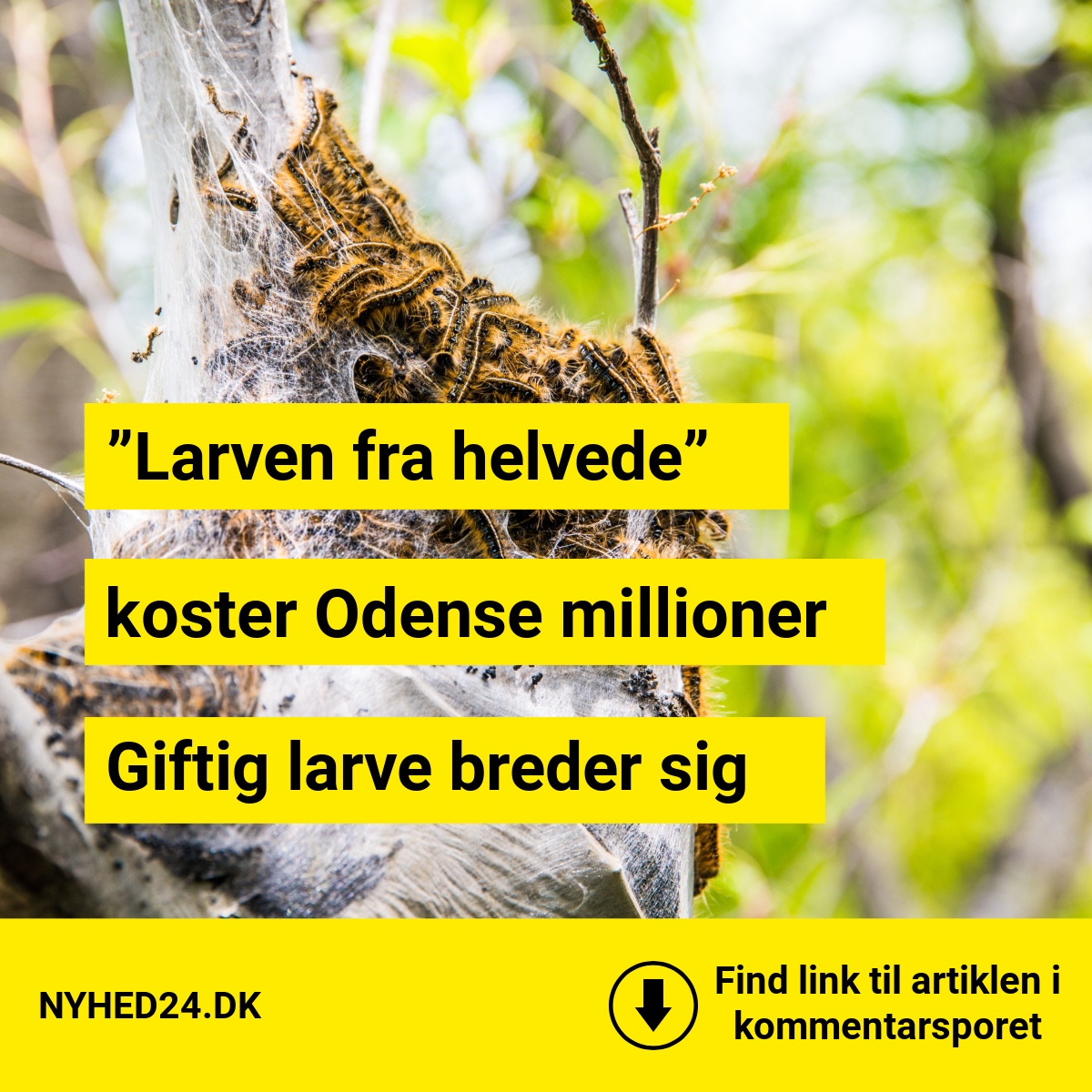 ”Larven fra helvede” koster Odense millioner