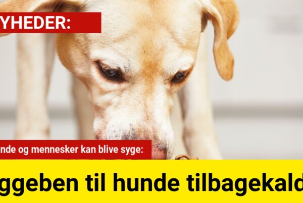 tyggeben tilbagekaldes