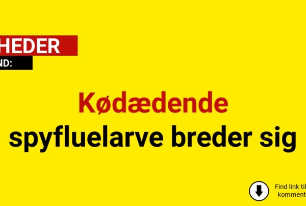 Kødædende spyfluelarve breder sig