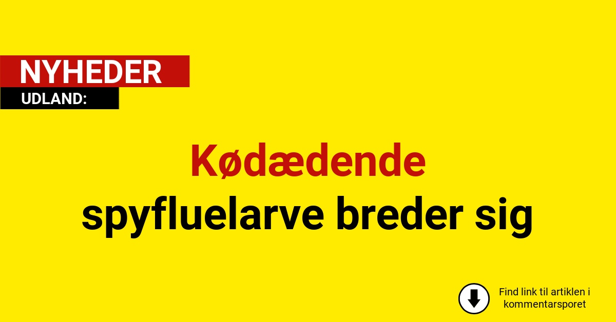 Kødædende spyfluelarve breder sig