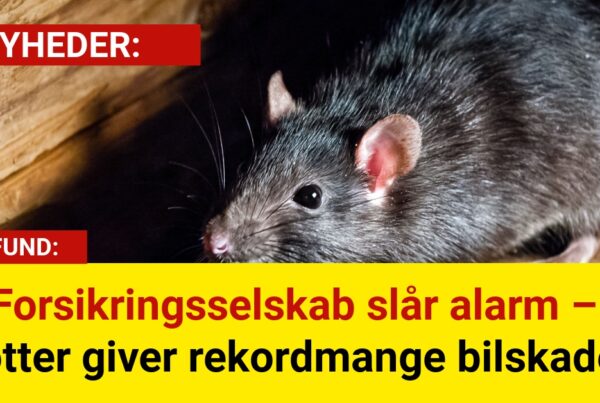 Forsikringsselskab slår alarm – rotter giver rekordmange bilskader