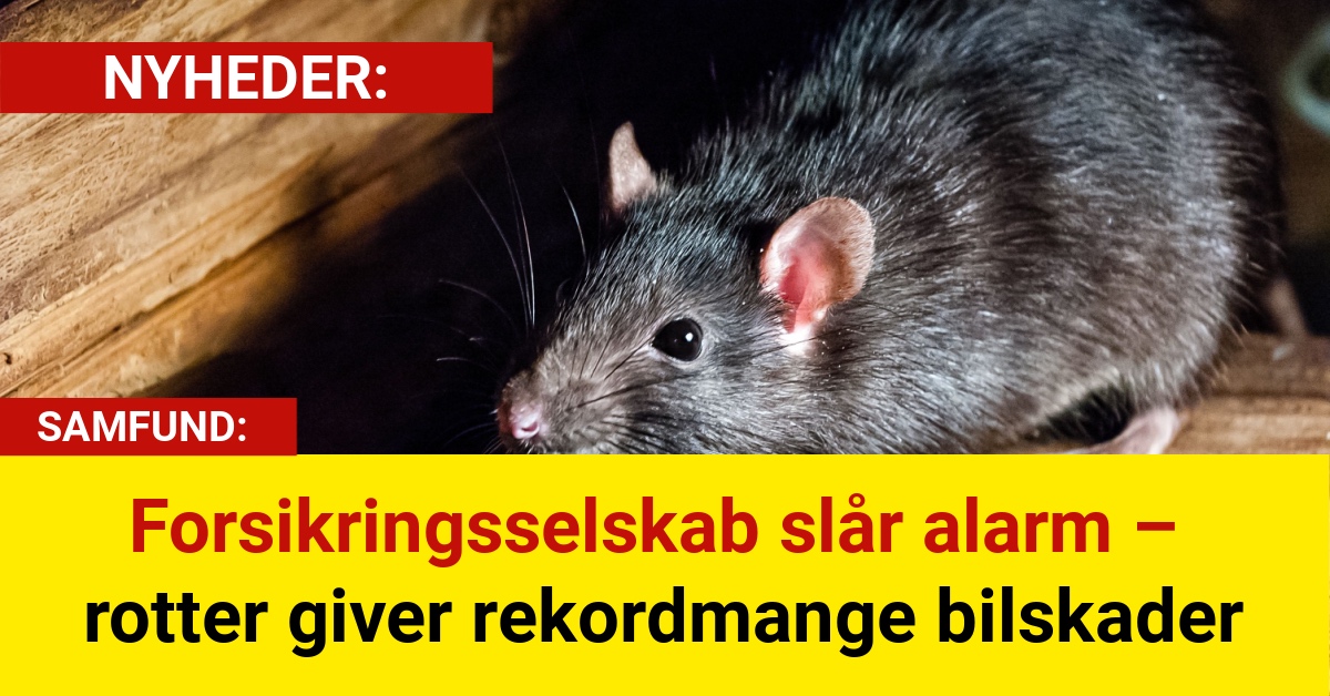Forsikringsselskab slår alarm – rotter giver rekordmange bilskader