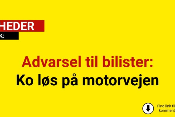 Advarsel til bilister: Ko løs på motorvejen