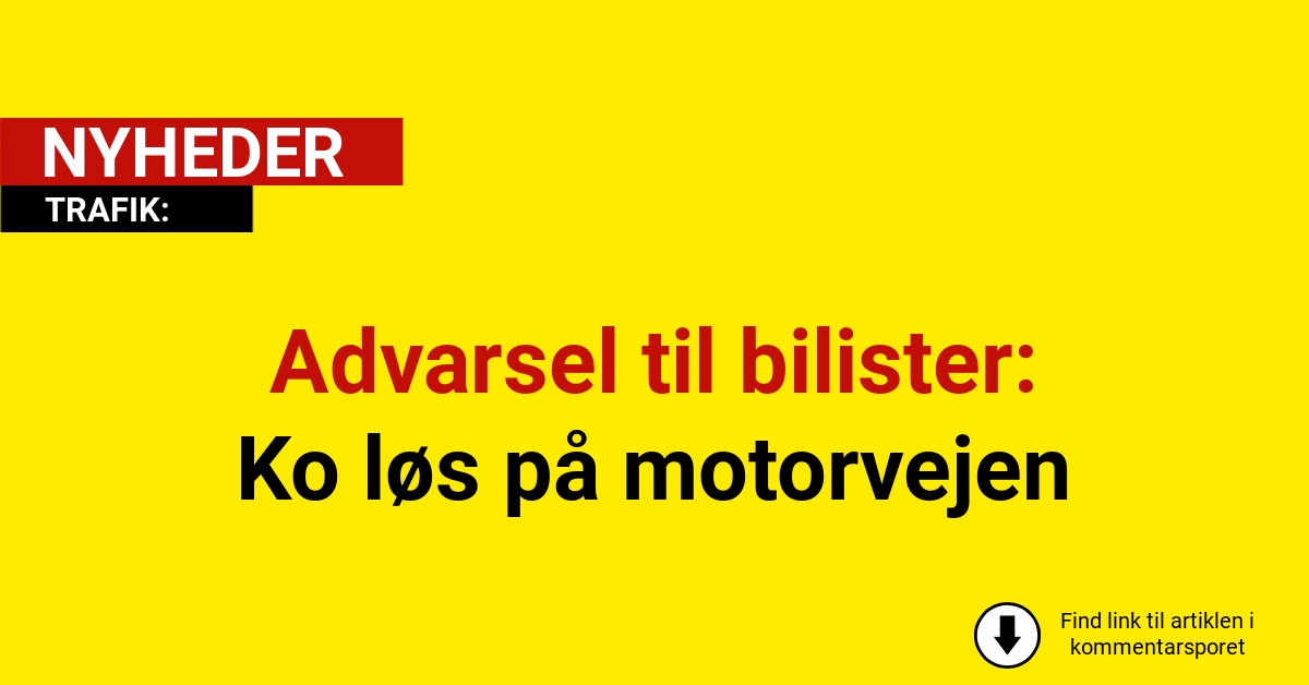 Advarsel til bilister: Ko løs på motorvejen
