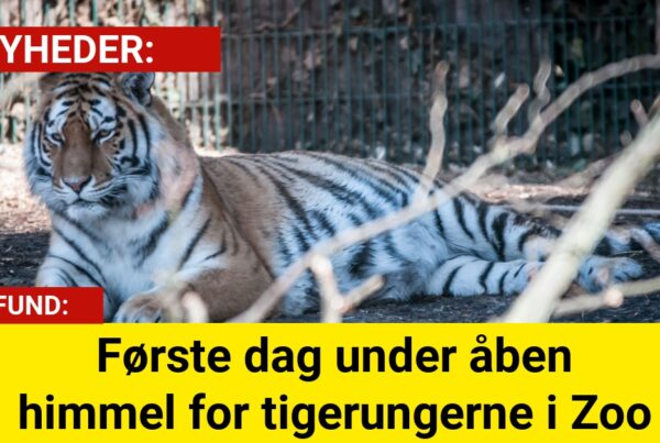 Første dag under åben himmel for tigerungerne i Zoo