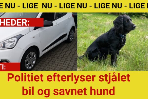 Politiet efterlyser stjålet bil og savnet hund