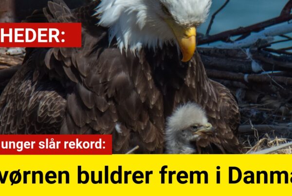 havørnen buldrer frem