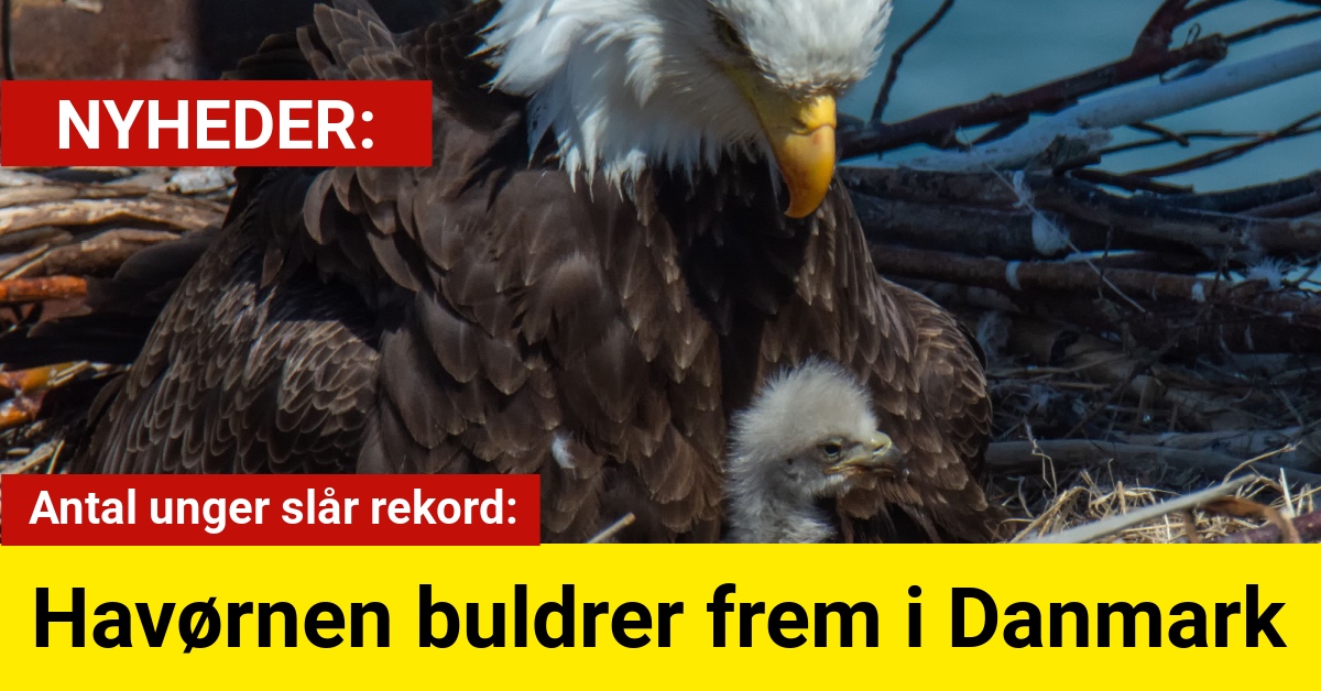 havørnen buldrer frem