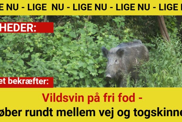 Politiet bekræfter: Vildsvin på fri fod - Løber rundt mellem vej og togskinner