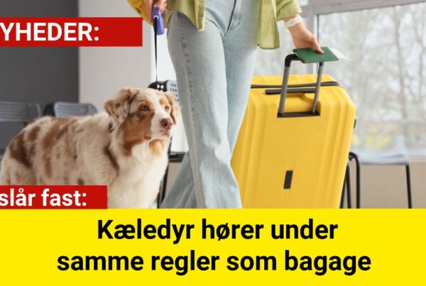 EU slår fast: Kæledyr hører under samme regler som bagage