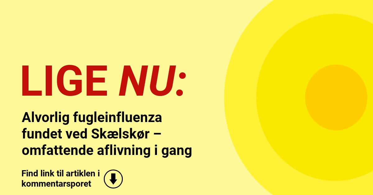 Alvorlig fugleinfluenza fundet ved Skælskør – omfattende aflivning i gang
