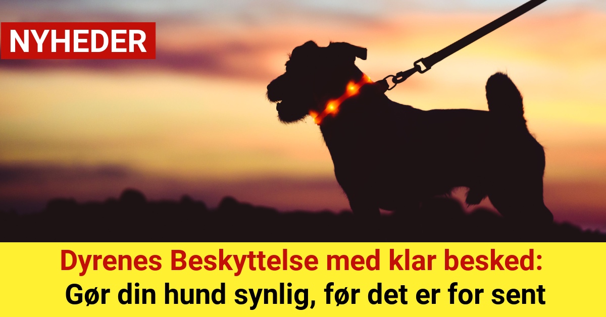 Dyrenes Beskyttelse med klar besked: Gør din hund synlig, før det er for sent
