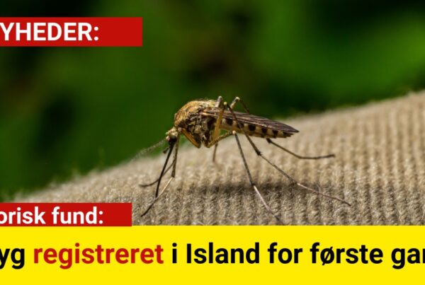 Historisk fund: Myg registreret i Island for første gang
