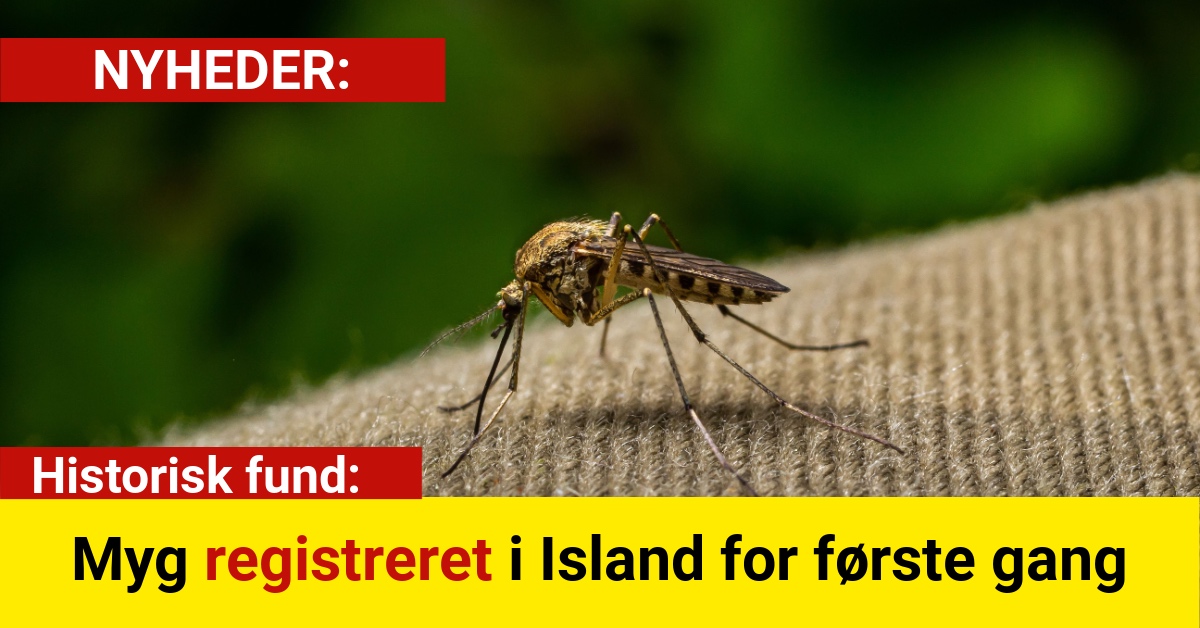 Historisk fund: Myg registreret i Island for første gang