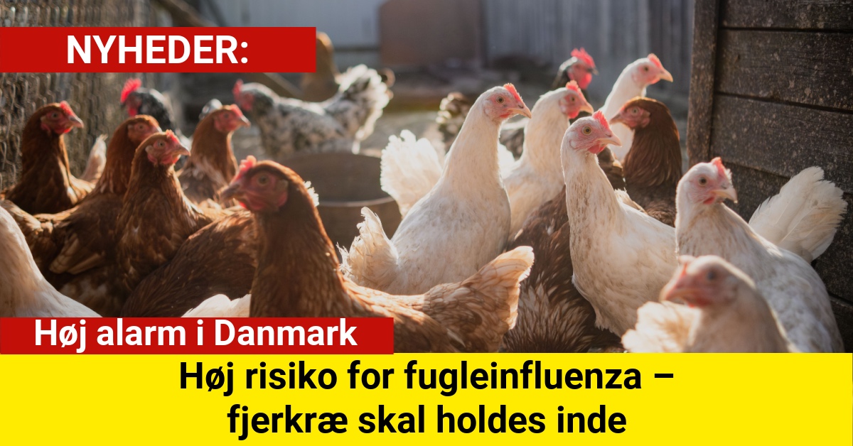 Fødevarestyrelsen hæver alarmen: Fugleinfluenza truer Danmark