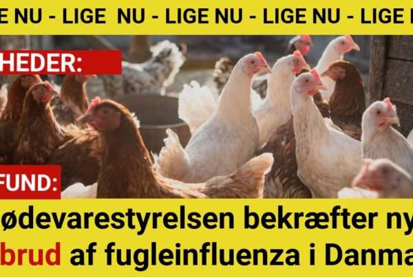 Fødevarestyrelsen bekræfter nyt udbrud af fugleinfluenza i Danmark