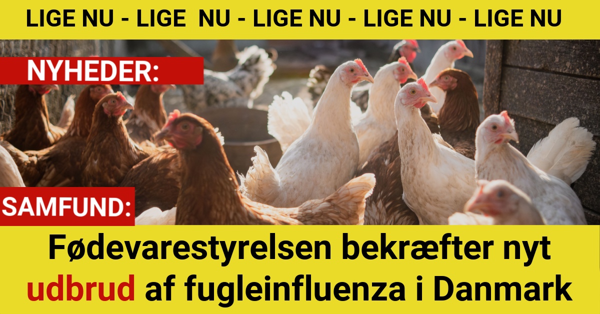 Fødevarestyrelsen bekræfter nyt udbrud af fugleinfluenza i Danmark